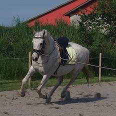 DSP Nørlunds Sally Maree