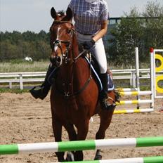 Dansk Varmblod - Cartoon <3