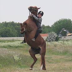 Welsh Cob (sec D) Flora <<3