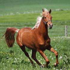 Arabisk fuldblod (OX) Alim ibn ibn washa ox