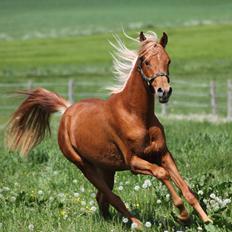 Arabisk fuldblod (OX) Alim ibn ibn washa ox