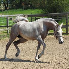 Arabisk fuldblod (OX) Santalla MG