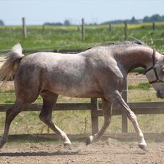 Arabisk fuldblod (OX) Santalla MG