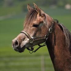 Arabisk fuldblod (OX) Shahefa MG Ibn ibn Wash