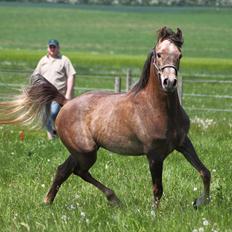 Arabisk fuldblod (OX) Shahefa MG Ibn ibn Wash