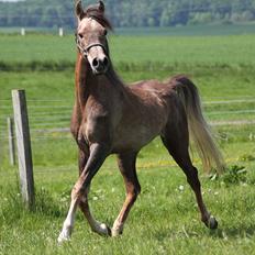Arabisk fuldblod (OX) Shahefa MG Ibn ibn Wash