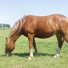 Welsh Pony af Cob-type (sec C) ROSENGÅRDENS NADINA