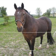 Oldenborg Marius Skovsgaard