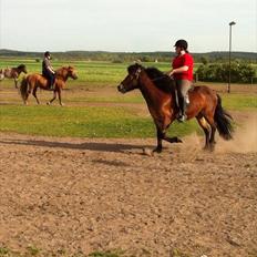 Islænder Stjarni fra Ajstrup Østergaard