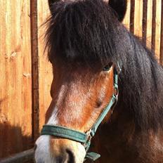 Islænder Stjarni fra Ajstrup Østergaard