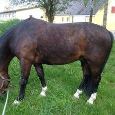 Oldenborg Marius Skovsgaard