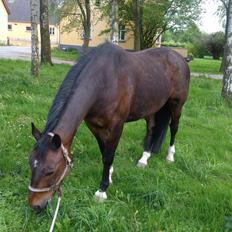 Oldenborg Marius Skovsgaard