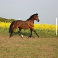 Dansk Varmblod Kenya Gamborg
