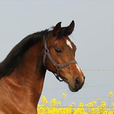 Dansk Varmblod Kenya Gamborg
