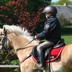 Welsh Pony af Cob-type (sec C) Åvangs Pepita (Pippi)