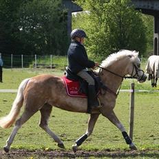 Welsh Pony af Cob-type (sec C) Åvangs Pepita (Pippi)