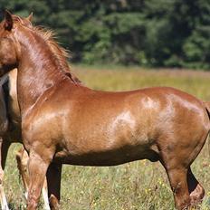 New Forest Zorba [Solgt :´(]