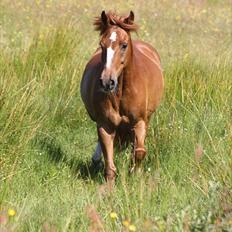 New Forest Zorba [Solgt :´(]