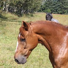 New Forest Zorba [Solgt :´(]