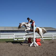 Pinto Nikolaj af Dutterup