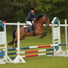Belgisk Sportspony Bruno V/D Gortehoeve