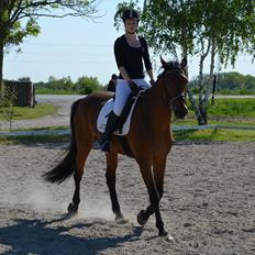 Dansk Varmblod Railo