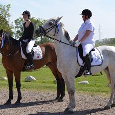 Dansk Varmblod Railo