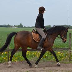 DSP Rolsteds Theseus