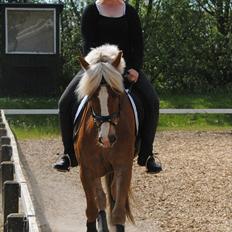 Haflinger PEGASUS