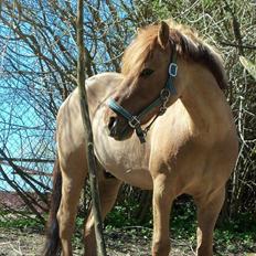 Anden særlig race Lucas/Alf