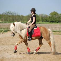 Haflinger Amadeos AVLHINGST
