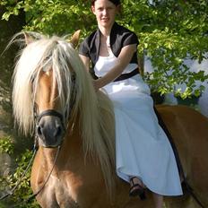 Haflinger Amadeos AVLHINGST