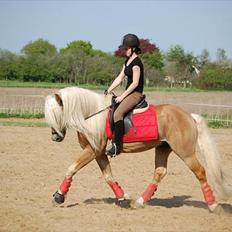 Haflinger Amadeos AVLHINGST