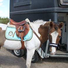 Anden særlig race Prins Engholm - "SOLGT:("