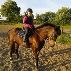 Anden særlig race Carino