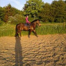 Anden særlig race Carino