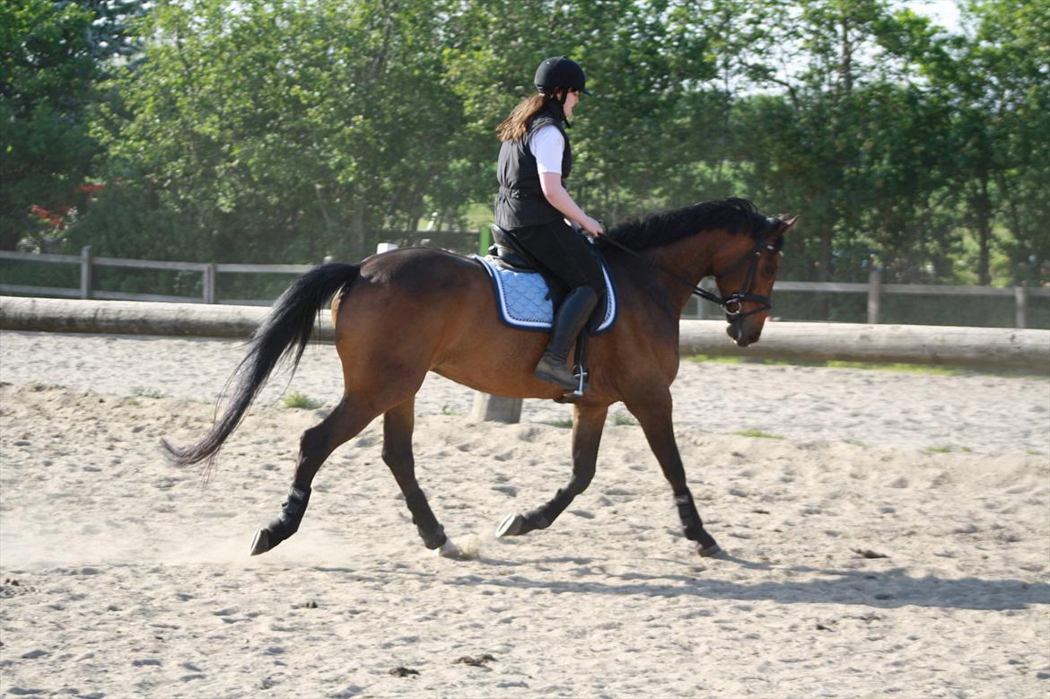 Holstener Cassi billede 3