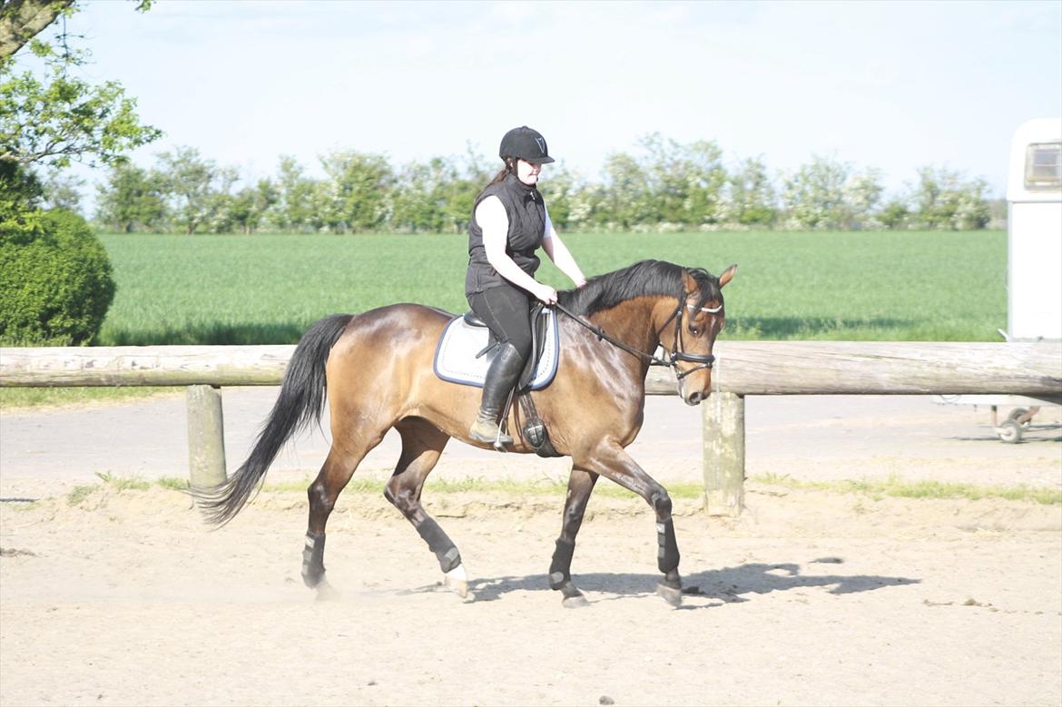 Holstener Cassi billede 5