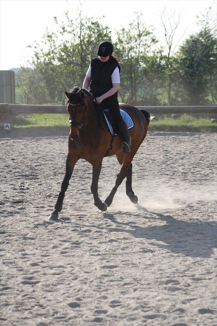 Holstener Cassi billede 6