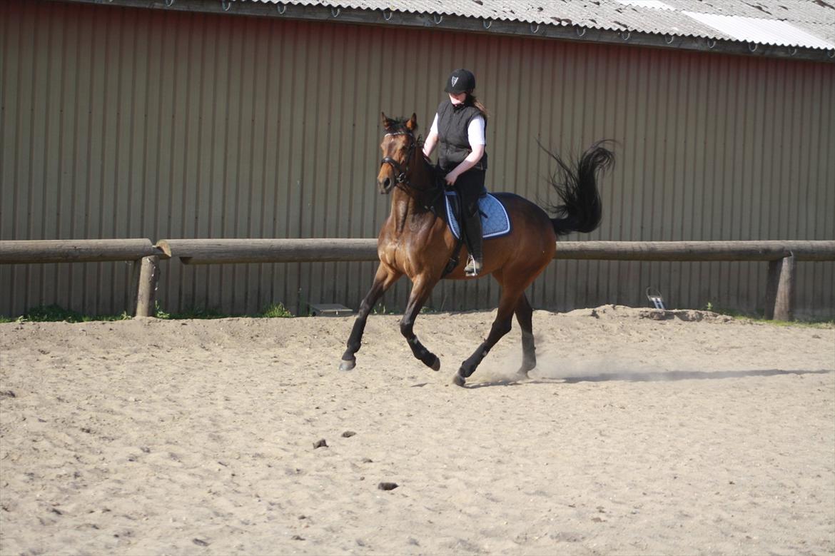 Holstener Cassi - Vi tager lige en bukker billede 7