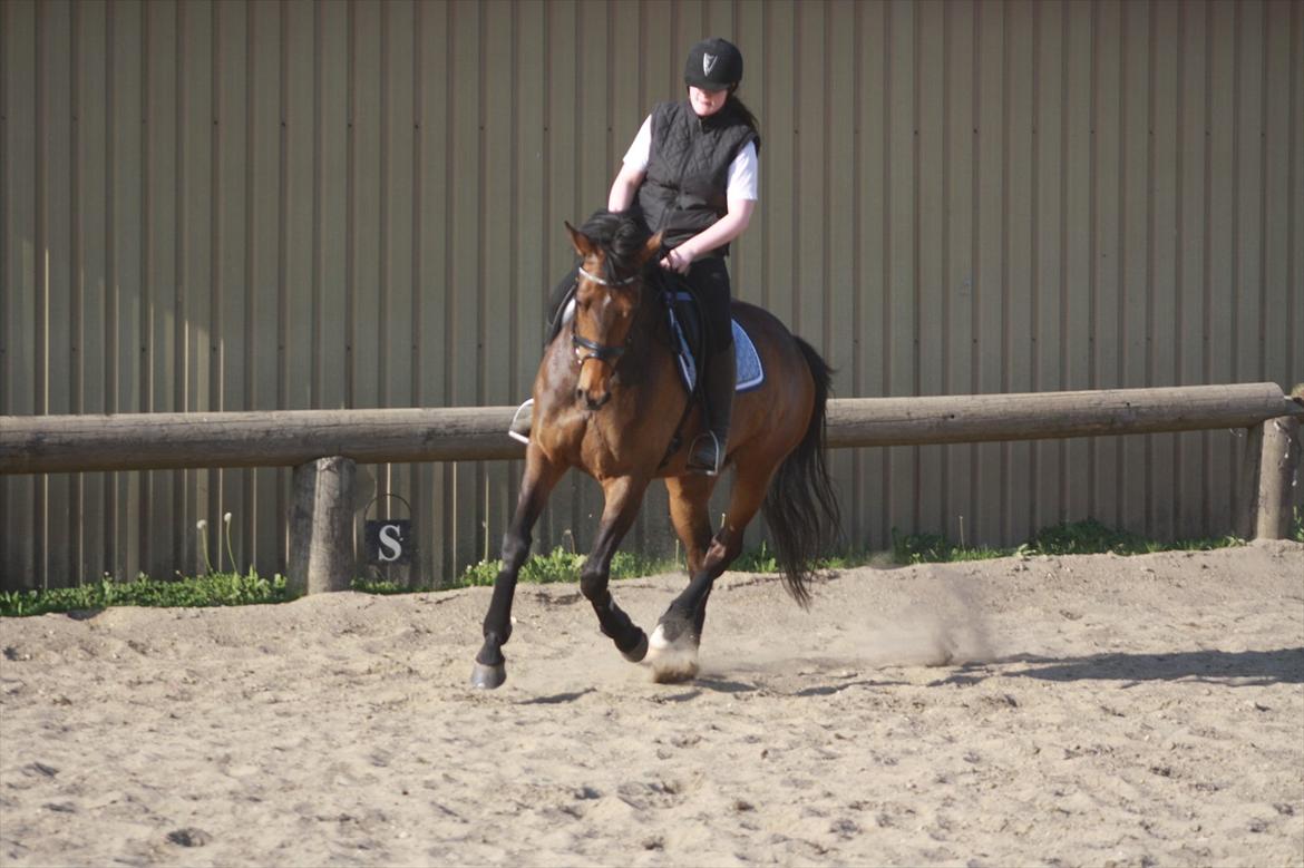 Holstener Cassi billede 8