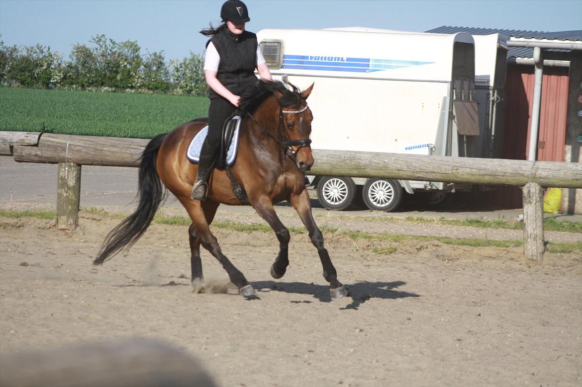 Holstener Cassi billede 9