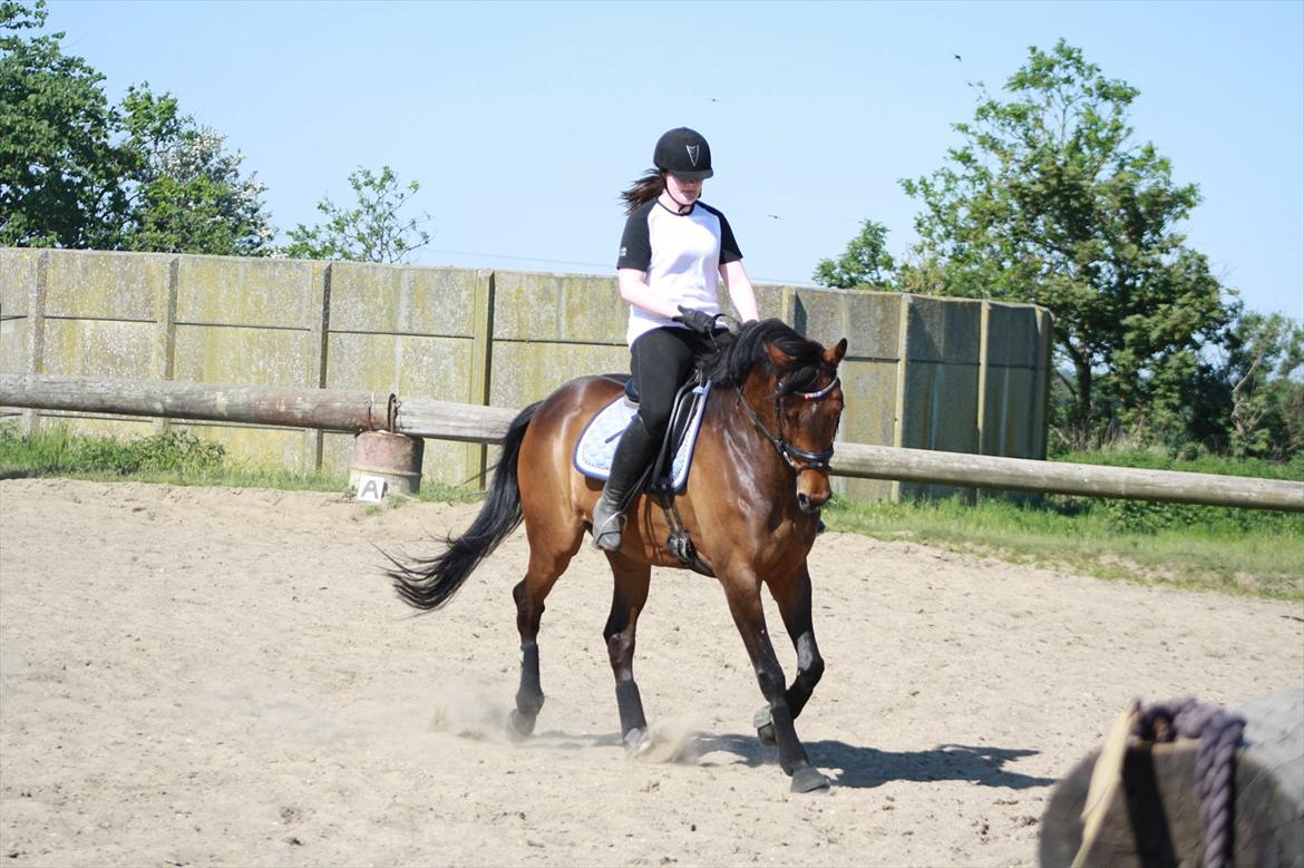 Holstener Cassi billede 11