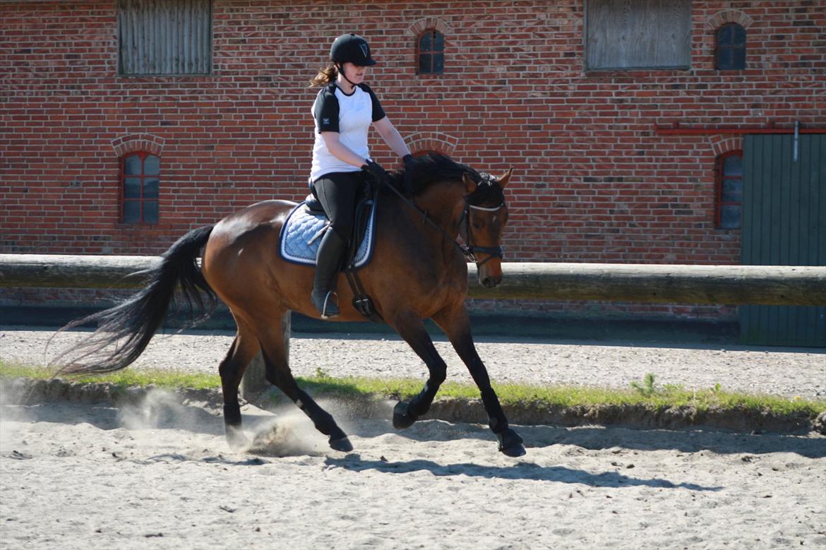 Holstener Cassi billede 12