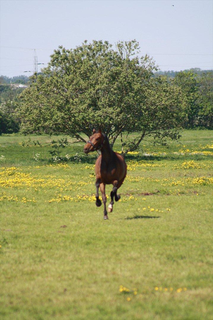 Holstener Cassi billede 13