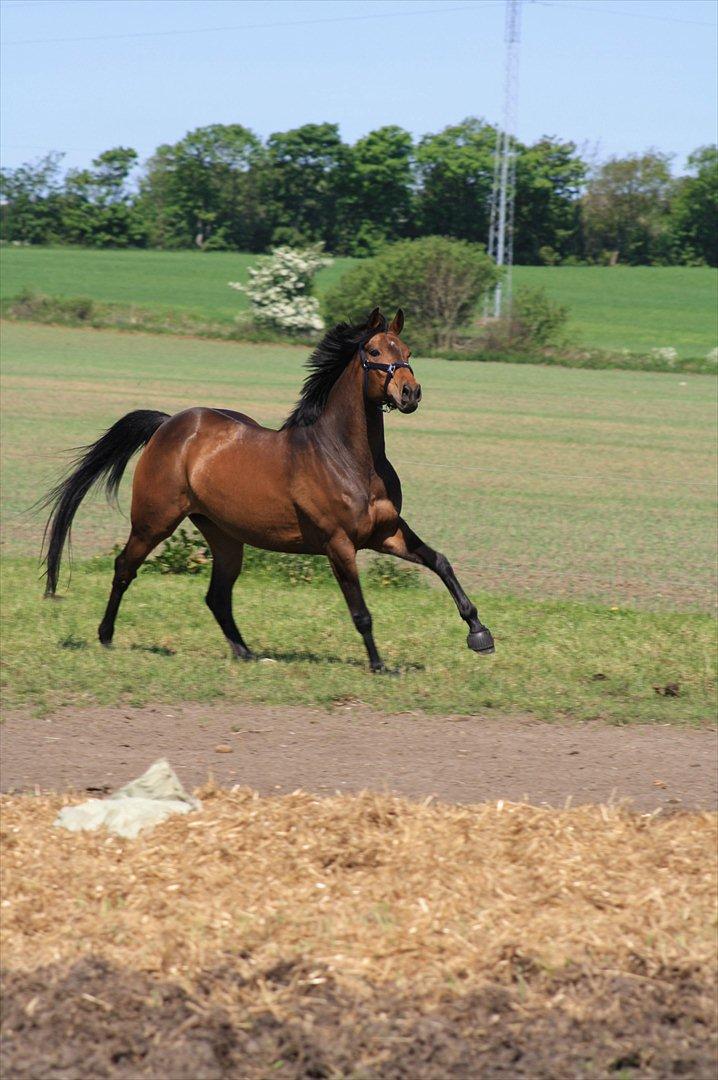 Holstener Cassi billede 14