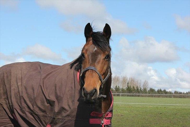 Holstener Cassi billede 16