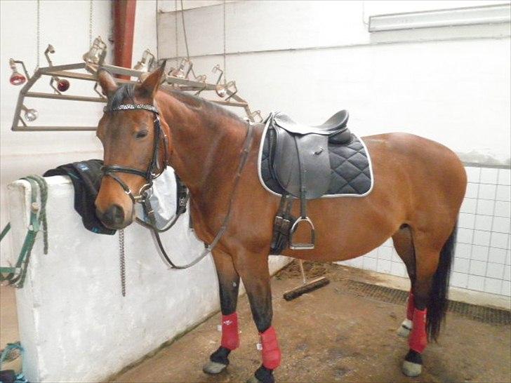 Dansk Varmblod Refsgaards Monique. RIP billede 6