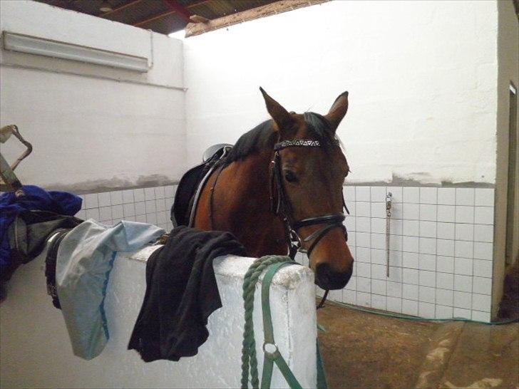 Dansk Varmblod Refsgaards Monique. RIP billede 7