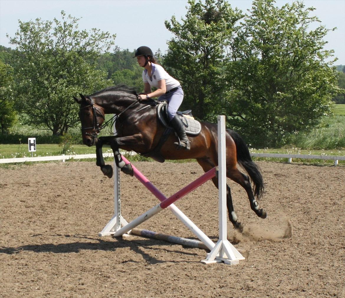 Dansk Varmblod CAPRIOLO (SOLGT TIL USA) billede 5